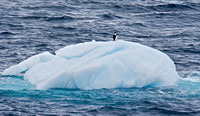 Antarctic Sound