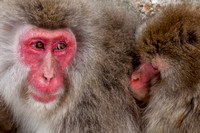 Snow monkeys, Yudanaka