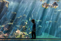 Nouméa - Aquarium des Lagons