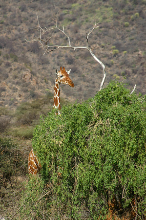 Kerio Valley National Reserve