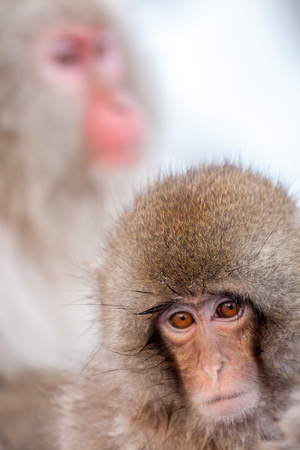 Snow monkeys, Yudanaka