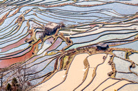 Rice terraces Bada