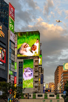 Tokyo - Shibuya